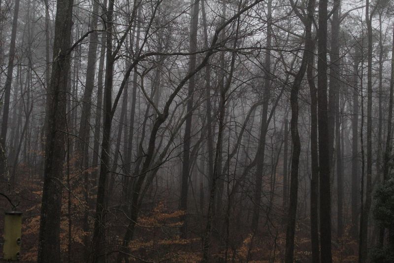 El Bosque del Silencio